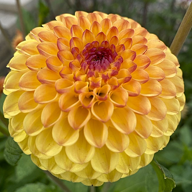 Dahlia Sunny Boy
